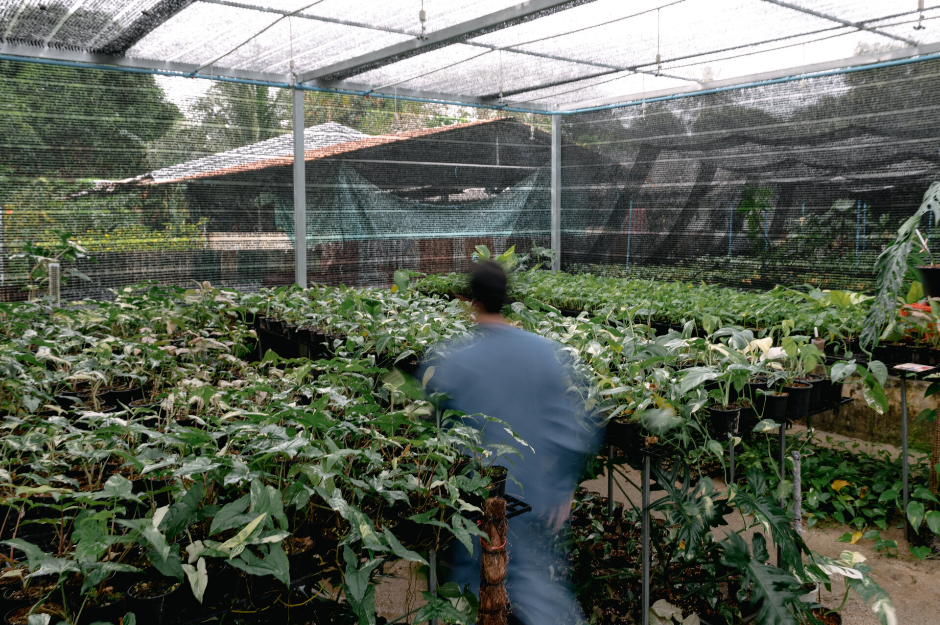 First green sprouts emerging from dark rich soil