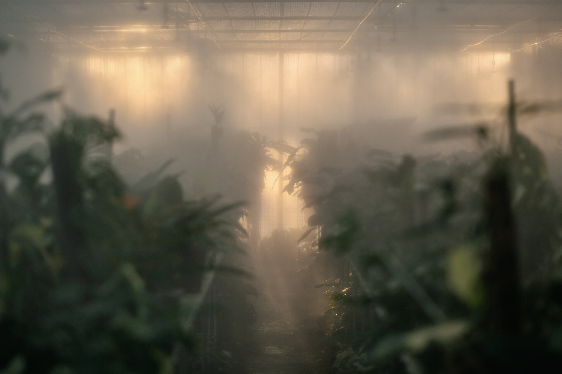 Smart mist irrigation system in greenhouse